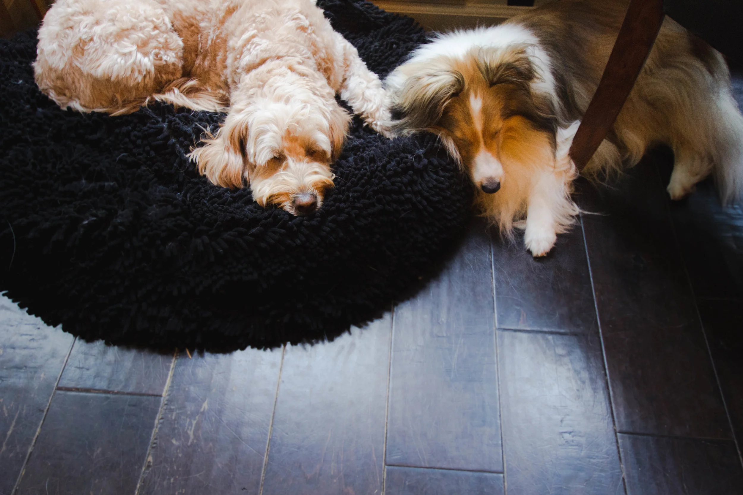 We provide personalized care for your dog in the comfort of our own home known as "Alphadog's Den".