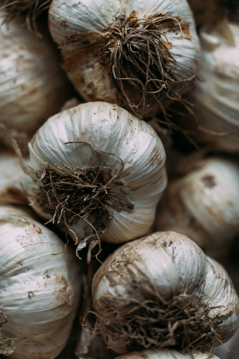 Knoblauch-close-up.jpg