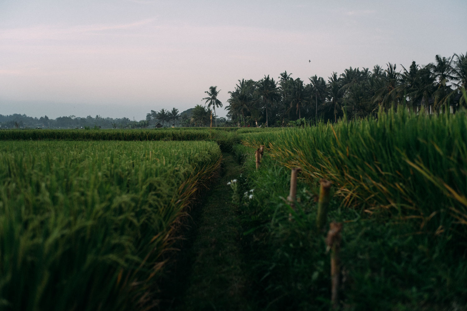 Path-through-ricefields.jpg
