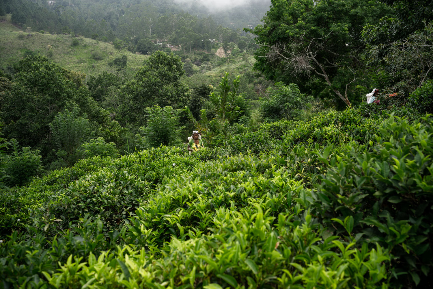 Tea_Picker.jpg