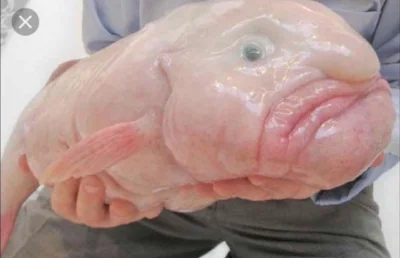 A real blob fish!