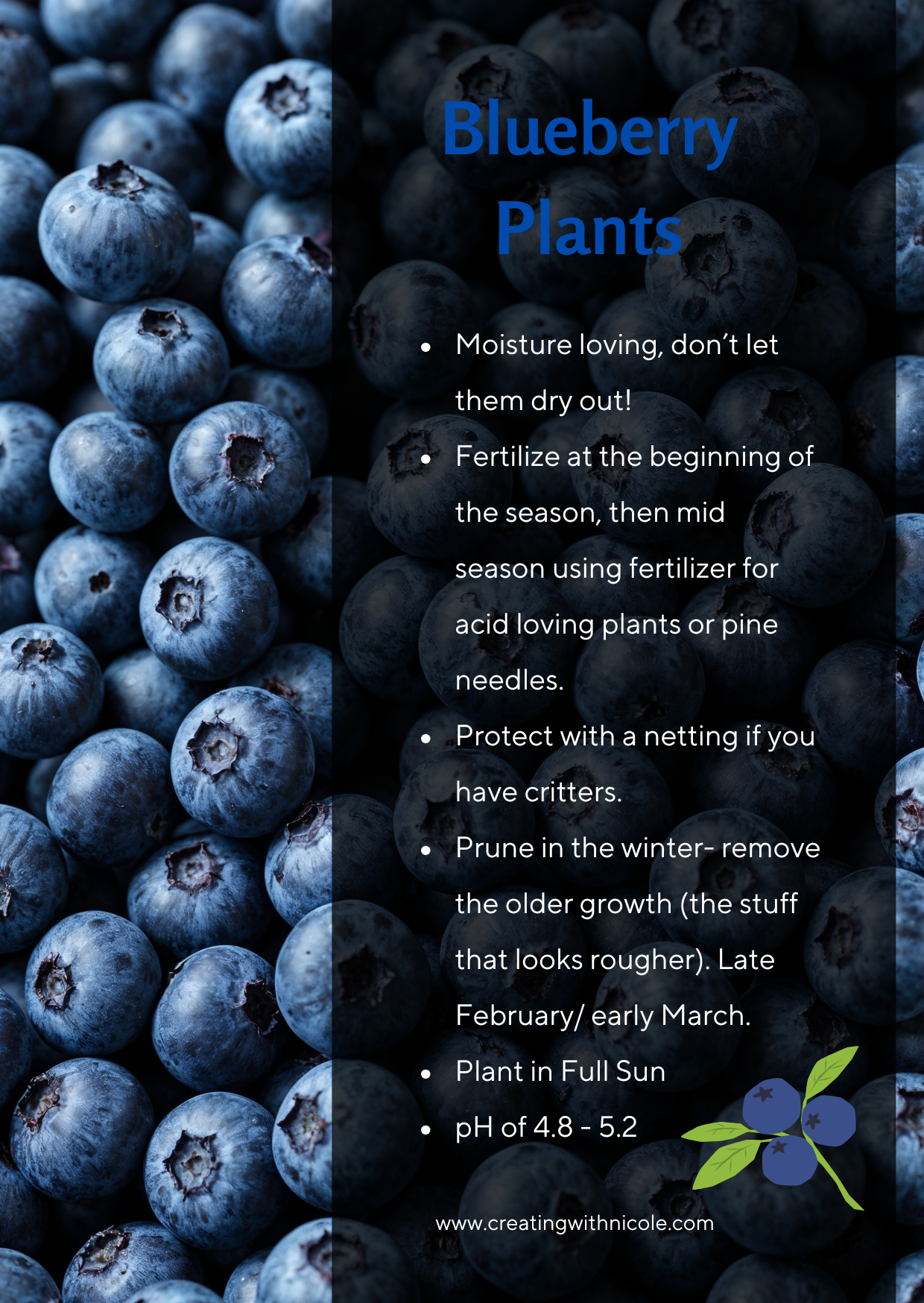 What's in my garden: Blueberries