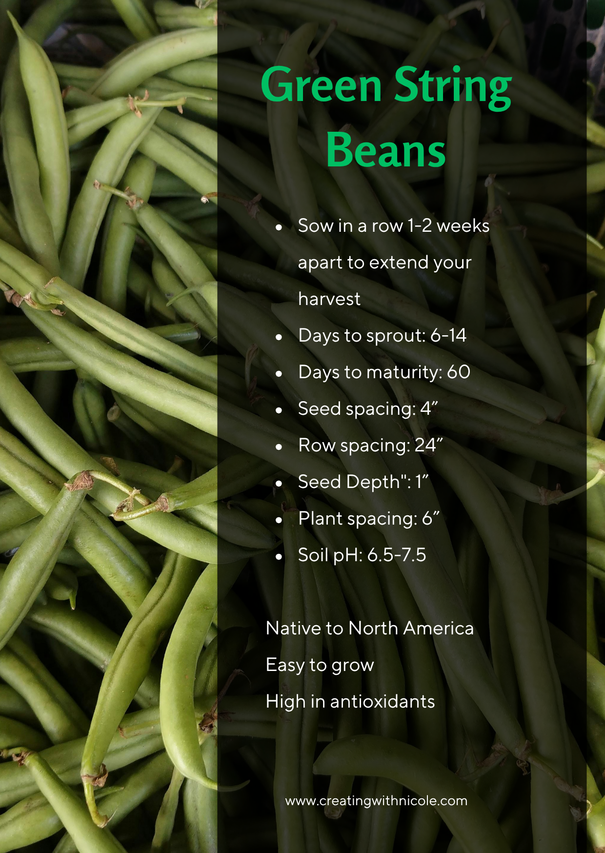 What's in my Garden: Green String Beans