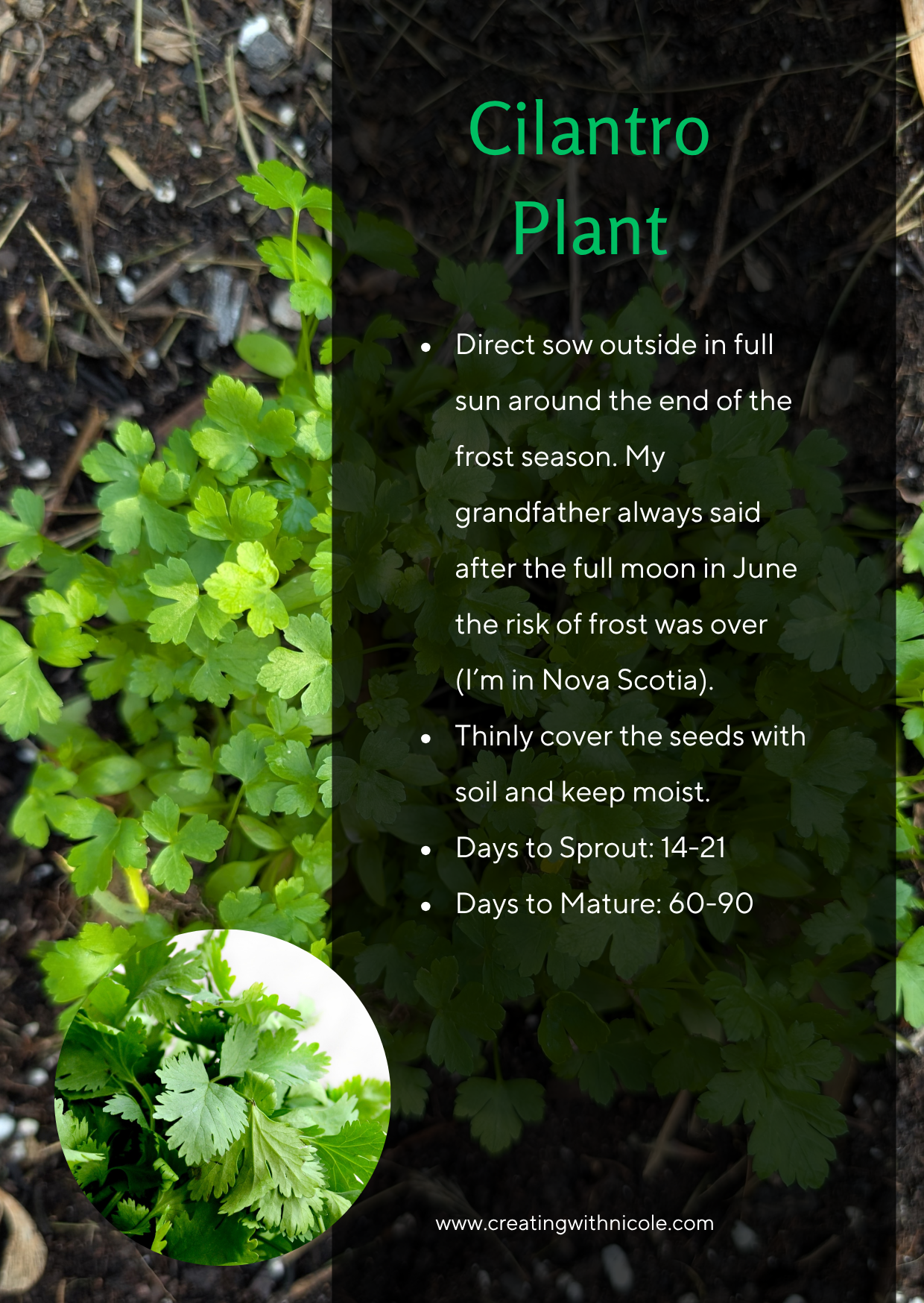 What's in my Garden: Cilantro
