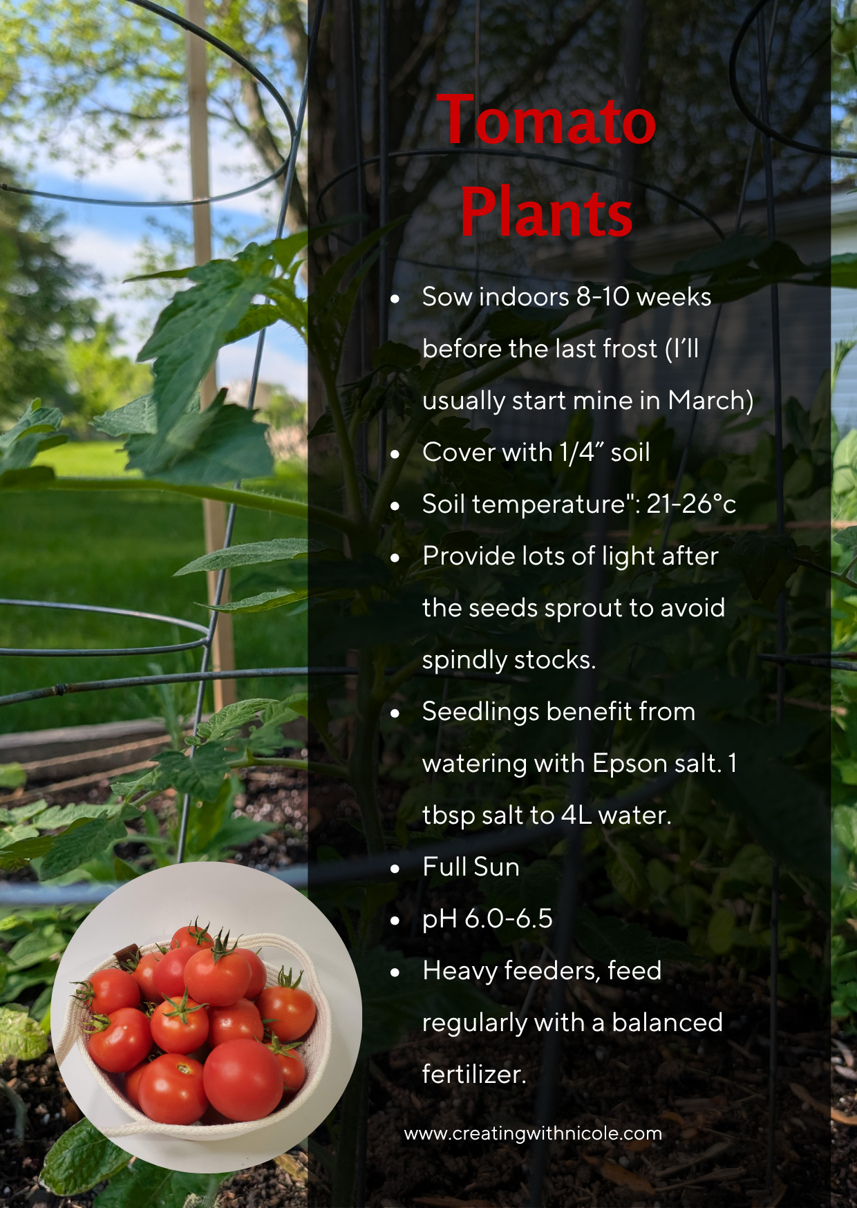 What's in my Garden: Tomatoes
