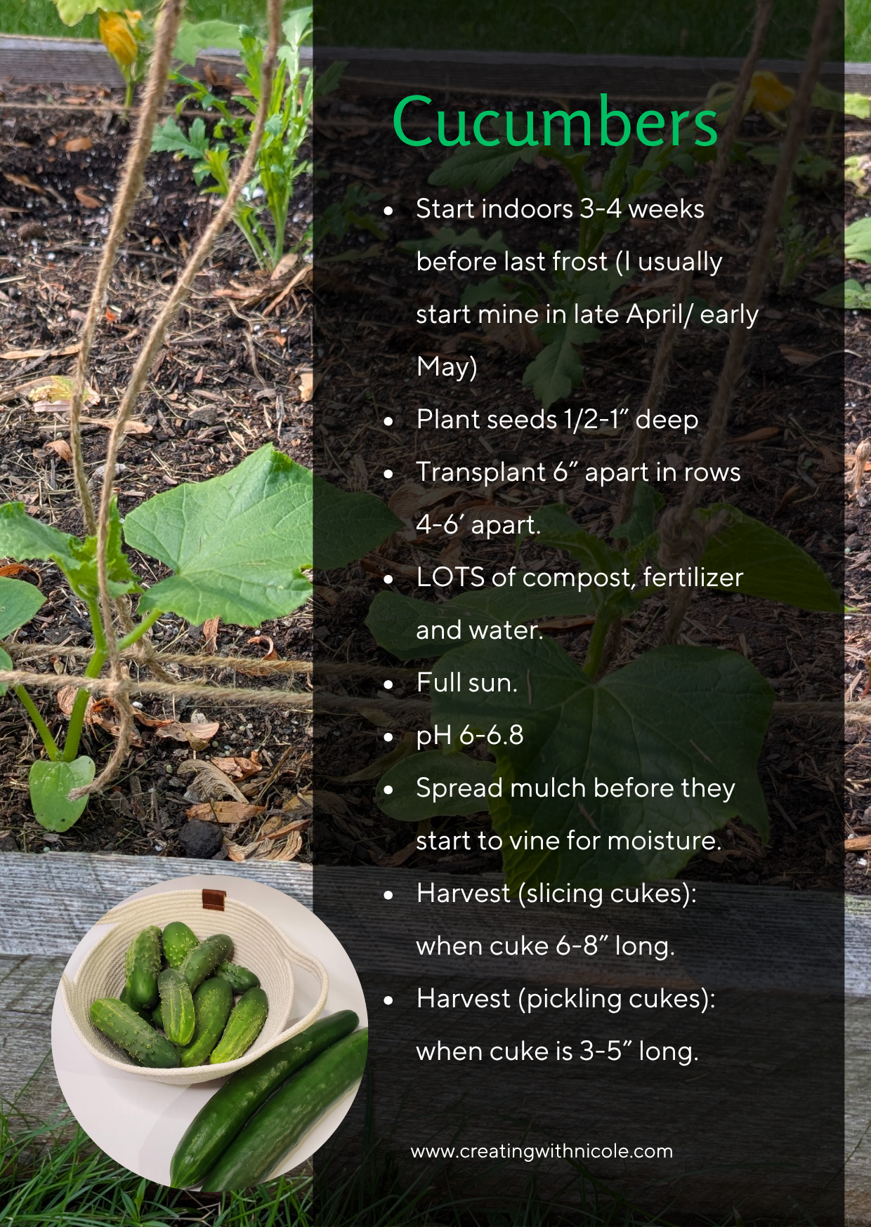 What's in my Garden: Cucumbers