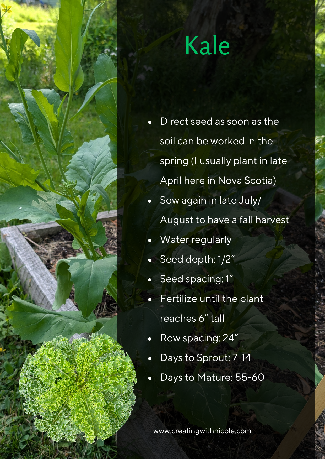 What's in my Garden: Kale