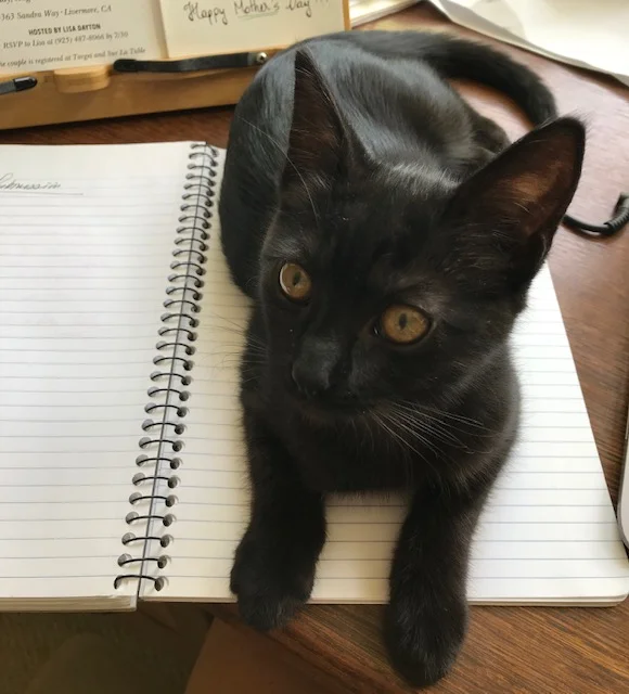 WritingKitten.jpg