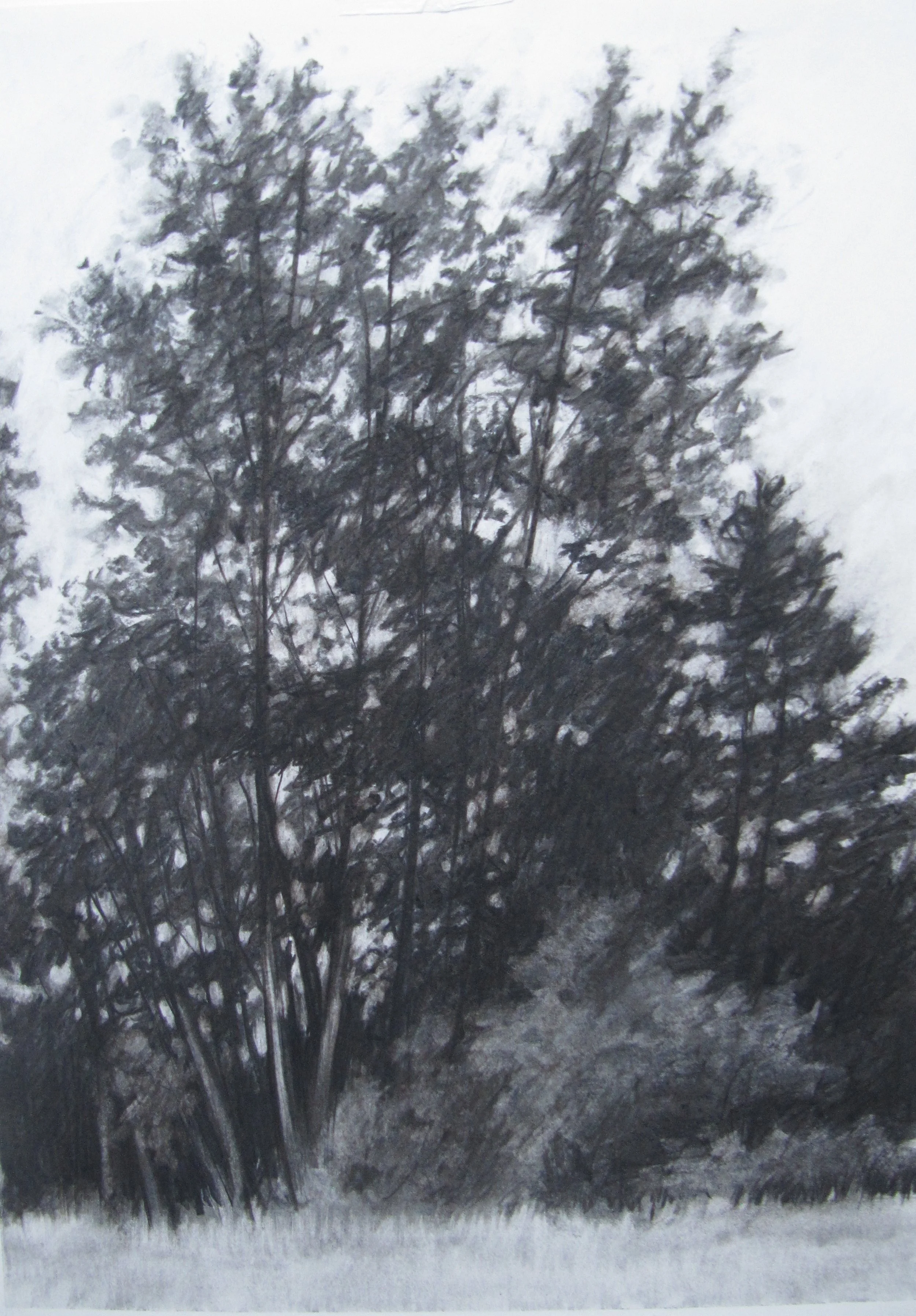 Tree Study - 2014. 458 x 610mm