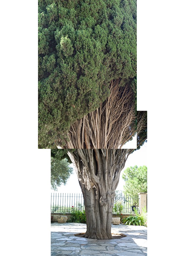 17 tree_14.6x10.5cm.jpg