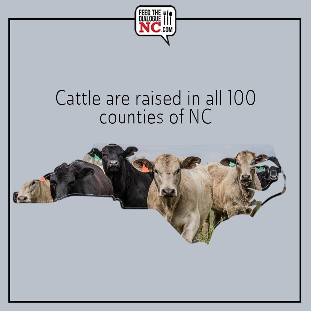 No matter where you go in NC, you can find cows. There's over 800,000 cattle in the state! 
#beefitswhatfordinner #beef #cows #catttle #ncag #ncagriculture #gottobenc #fridayfarmfact 
@eatbeefnc