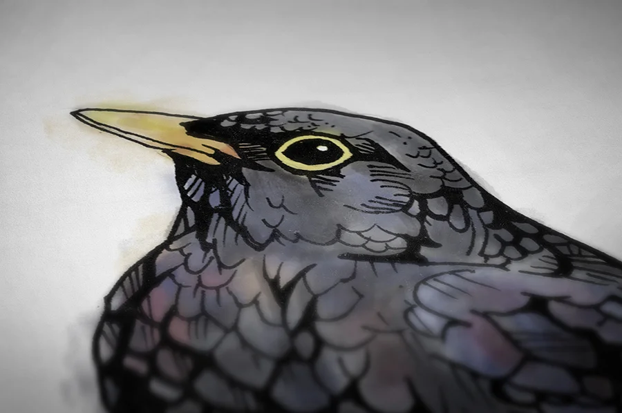 Blackbird_closeup2.jpg