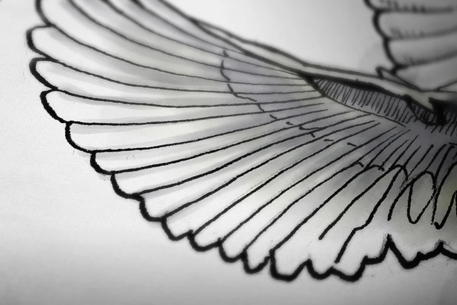 Dove_closeup1.jpg