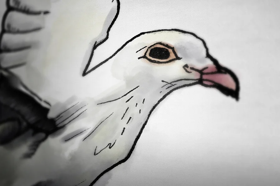 Dove_closeup2.jpg