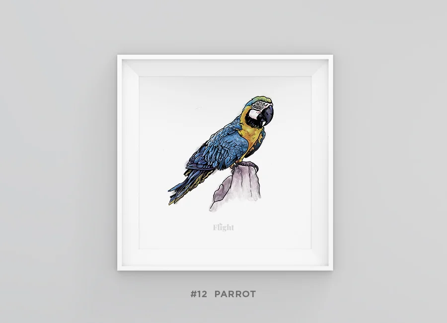 Parrot_framed.jpg
