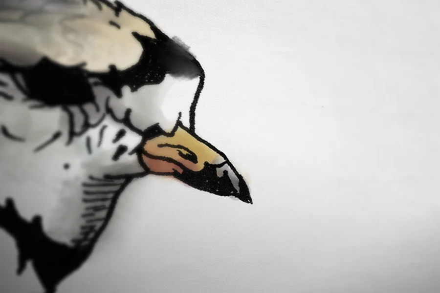 Plover_closeup2.jpg
