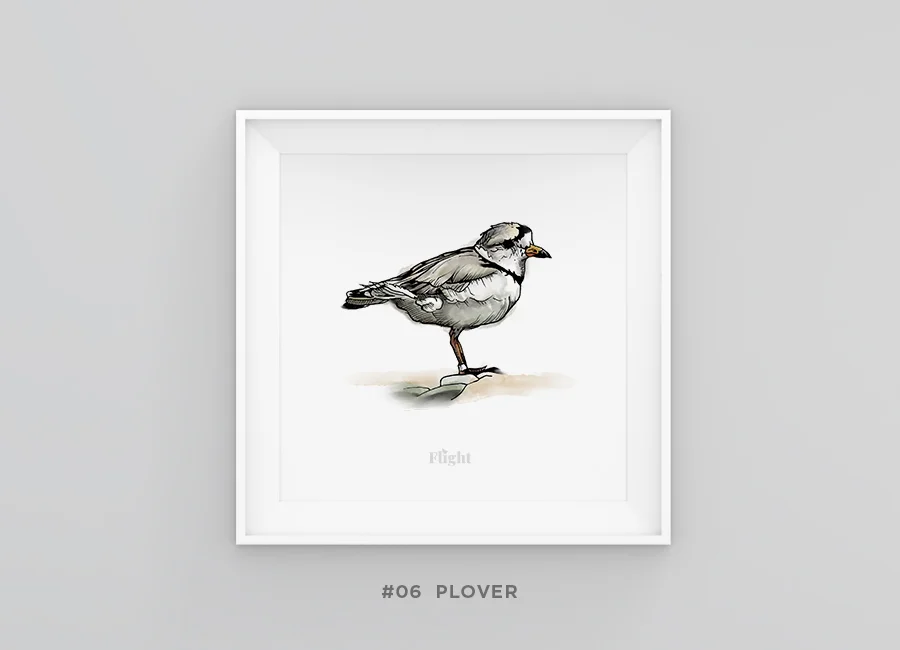 Plover_framed.jpg