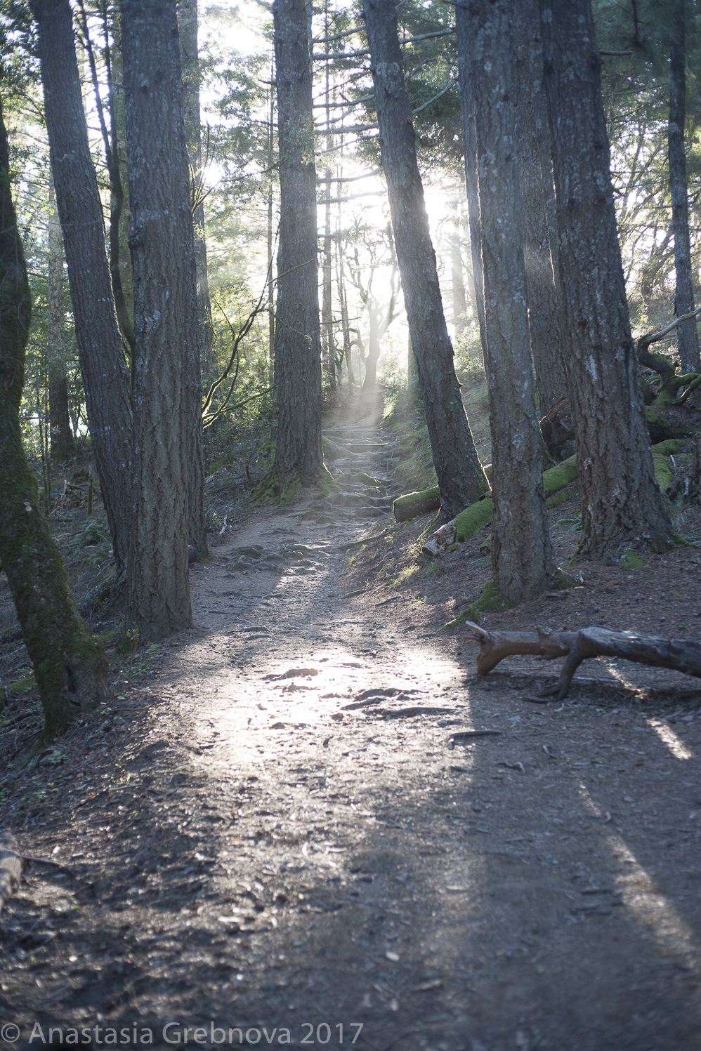 thumbnail-Muir Woods.jpg