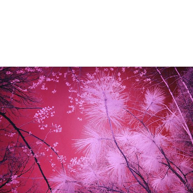 SPRING～🎋
.
.
.
#松树 #spring #travel #travelphotography #springawakening #tree #2018 #instagood #Instagram #love #nyc #newyork #photography #photo #photooftheday #infrared #sony #saic