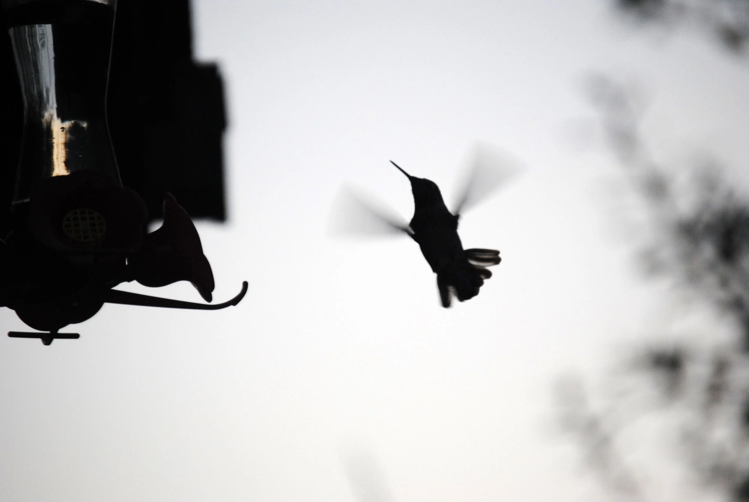 HummingbirdSilhouette.JPG
