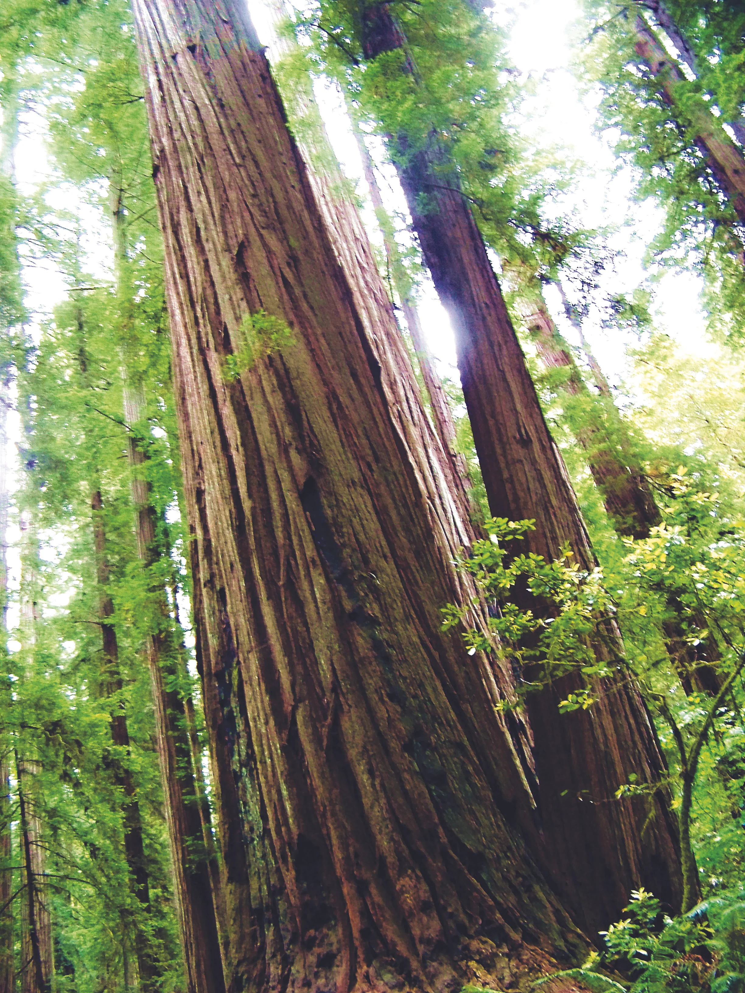 Redwoods.JPG