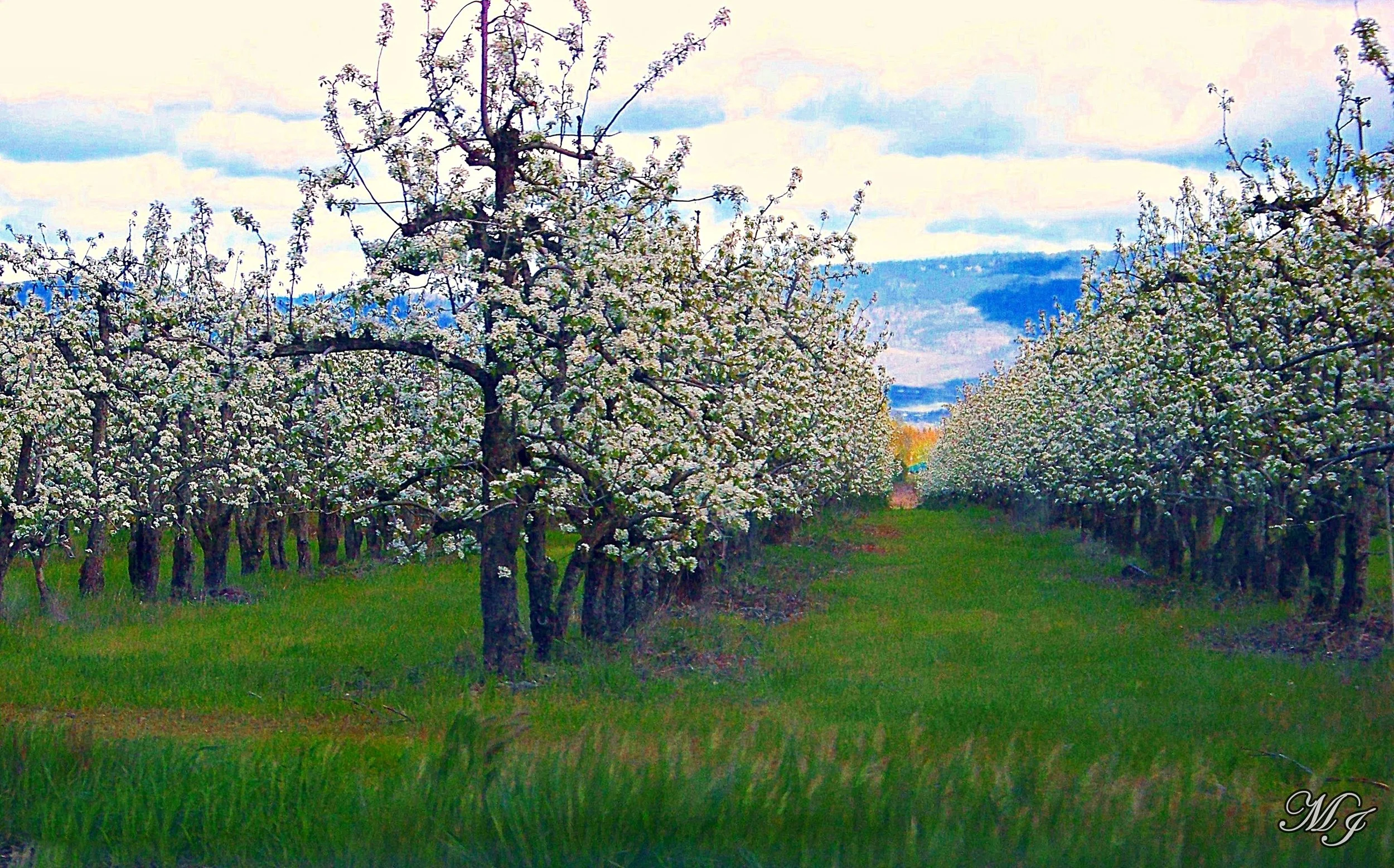 Orchard.JPG