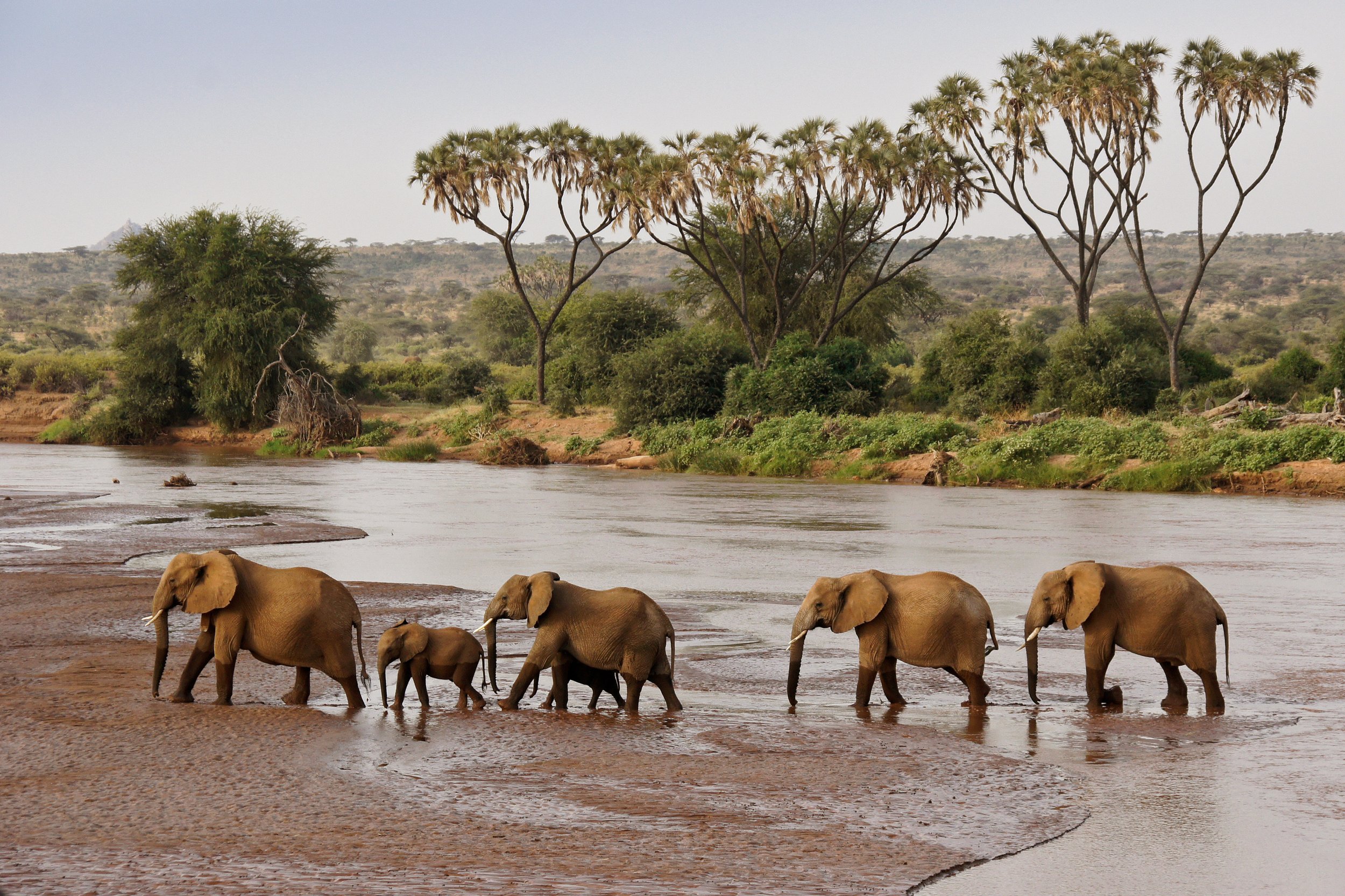 SararaWilderness_SNR_Elephant_web.jpg