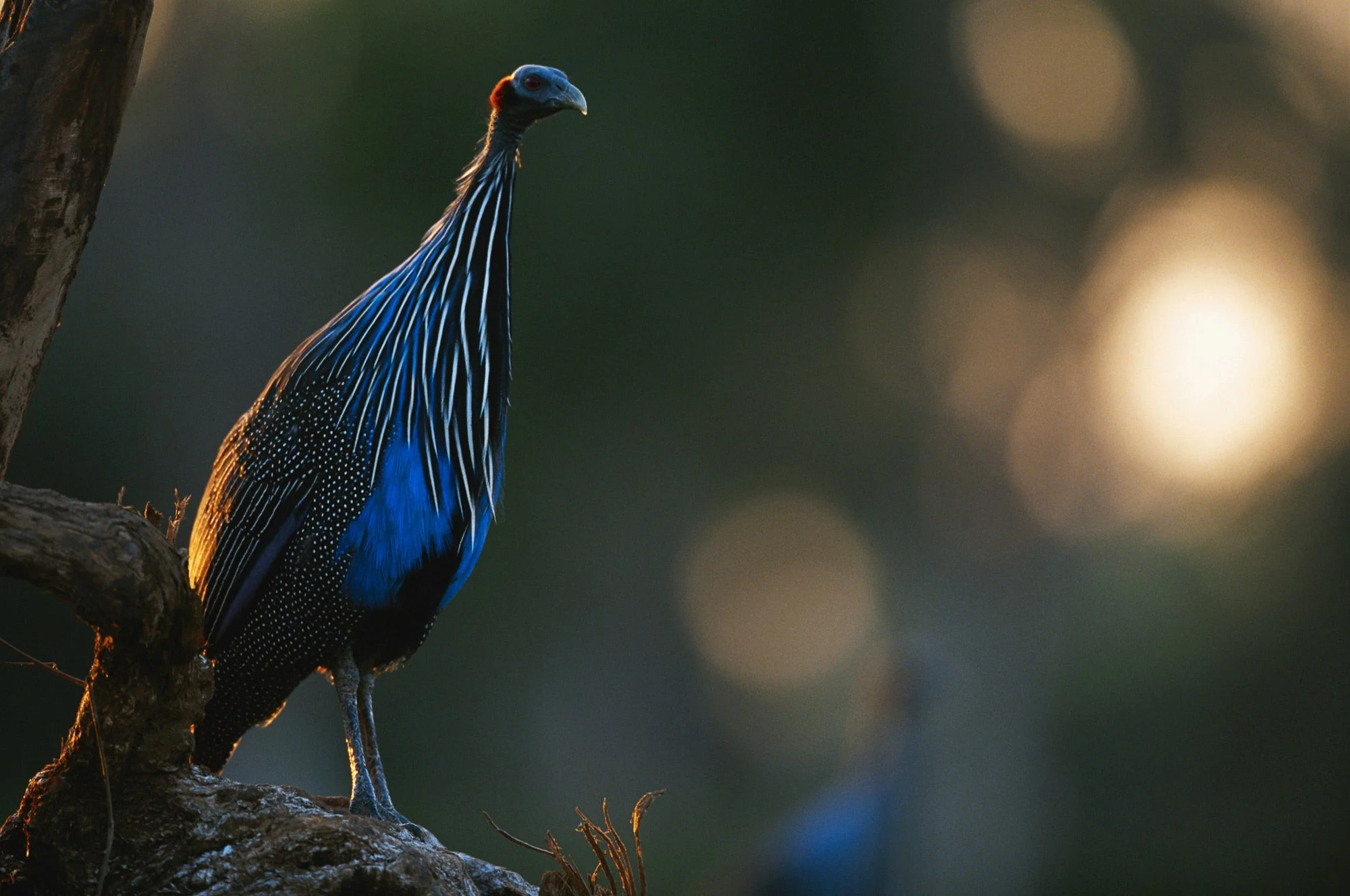 SararaWilderness_SNR_VulturineGuineafowl_web.jpg