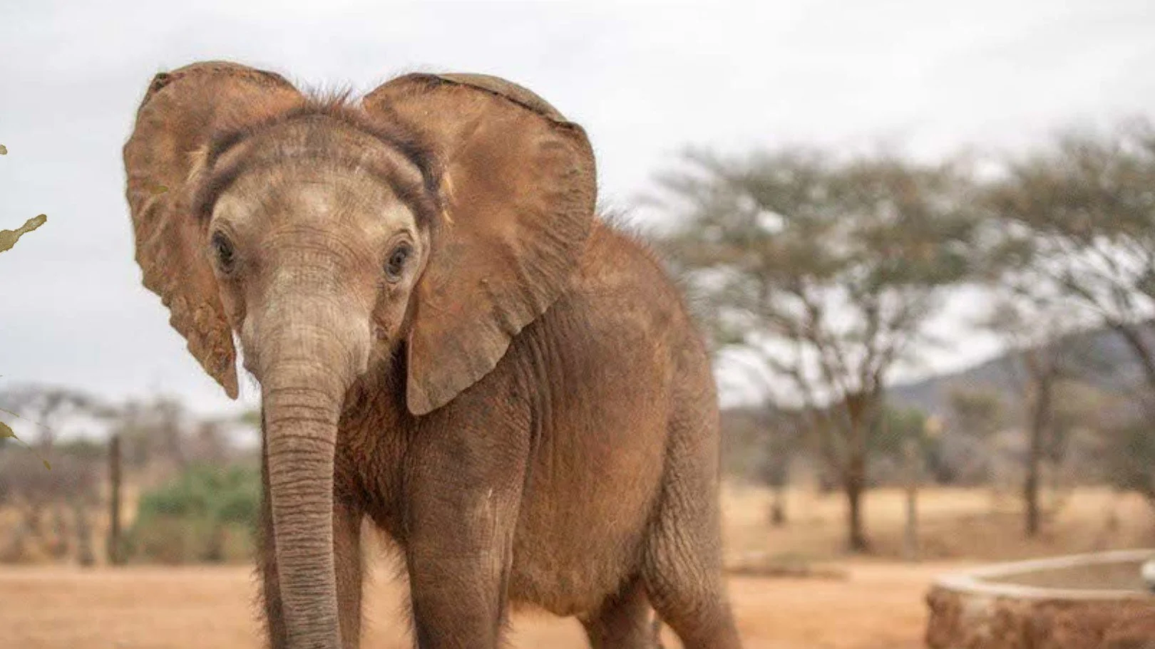 [HERO IMAGE: hero-naisimari.jpg · Alt text: Naisimari, a young orphaned elephant at Reteti Elephant Sanctuary]