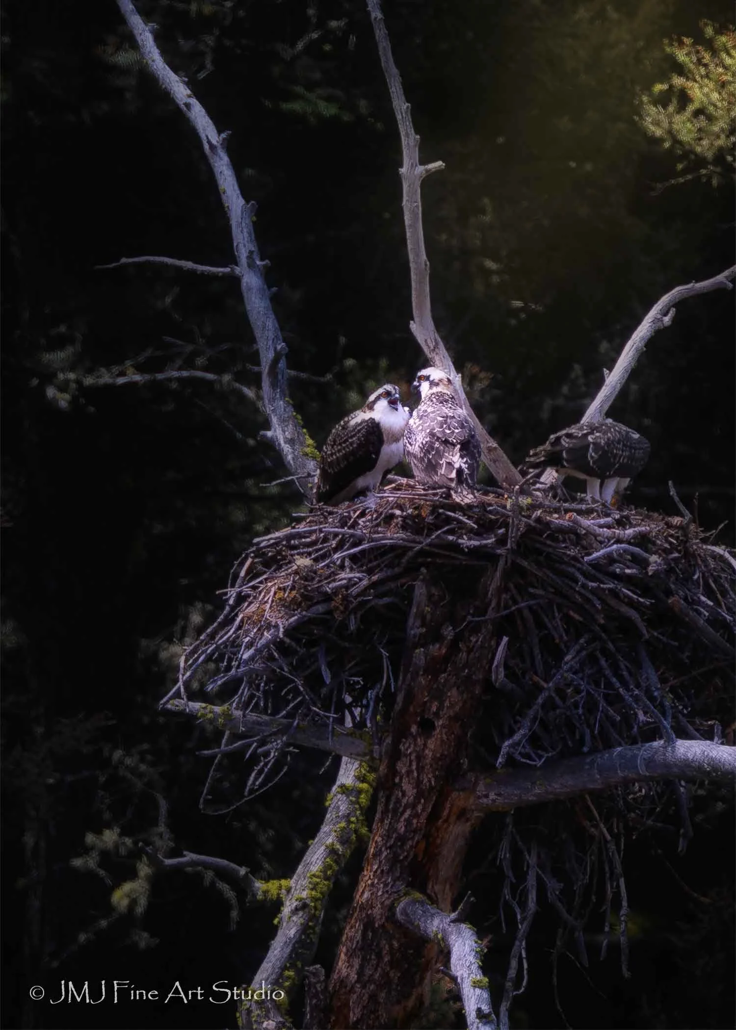 Osprey Nest - Yellowstone National Park 2025