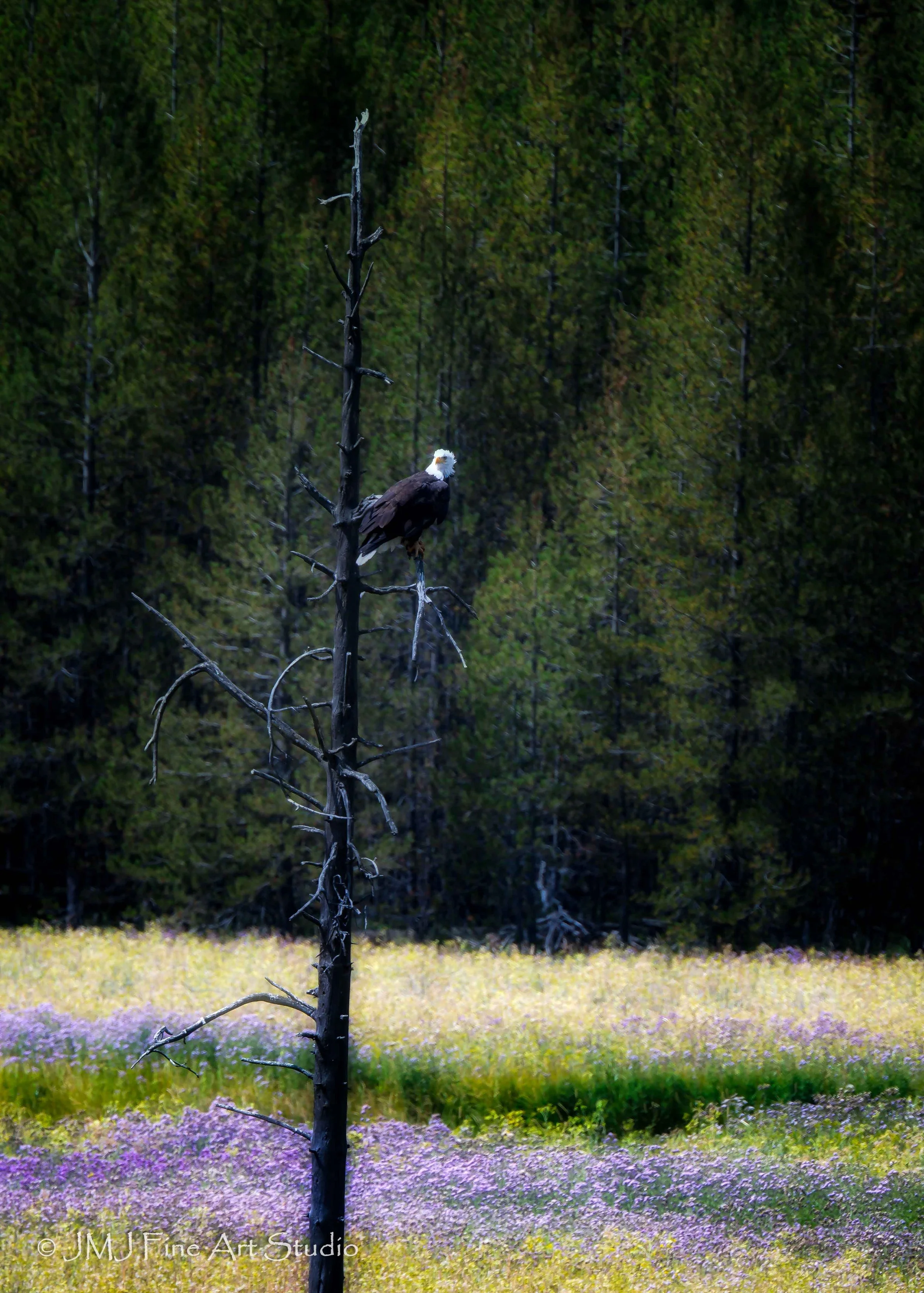 Bald Eagle - Yellowstone National Park 2025