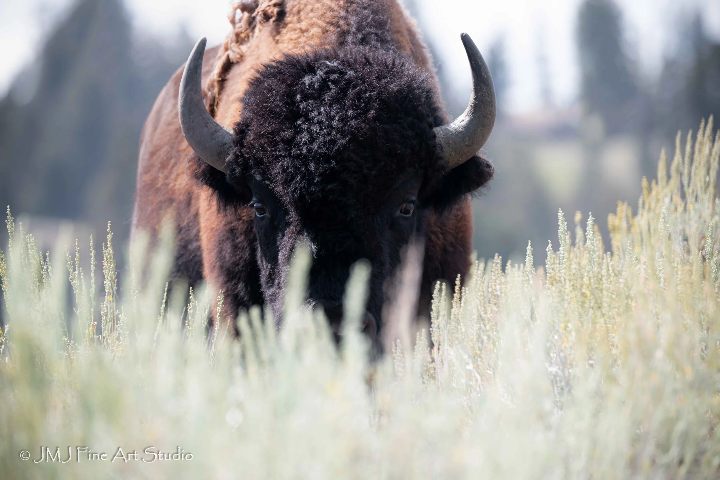 Bison onn the move - Yellowstone National Park 2025