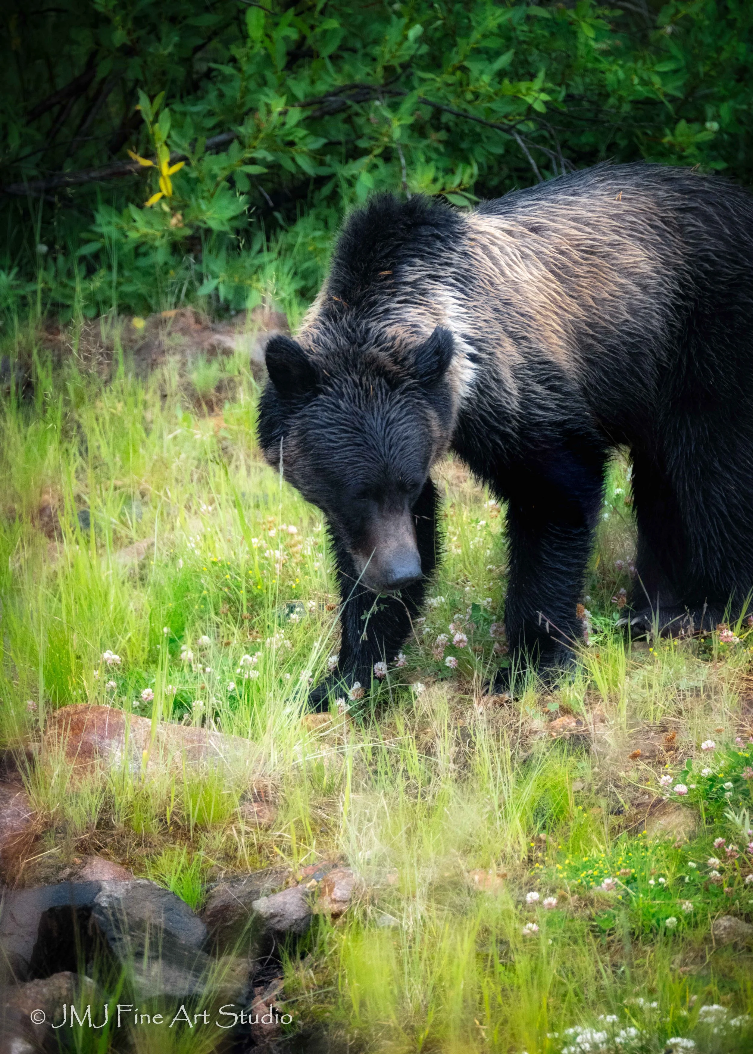 Grizzly Bear in Yellowstone Nation Park 2025