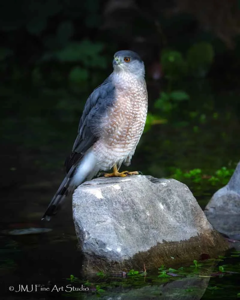 Cooper Hawk 2025