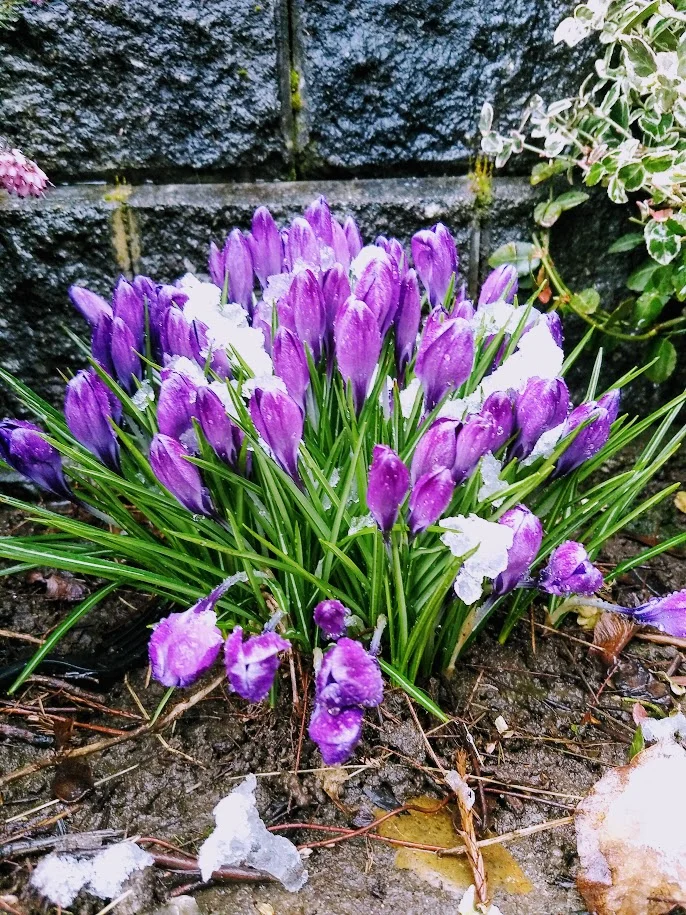 snow-covered flowers on my walk to the train.