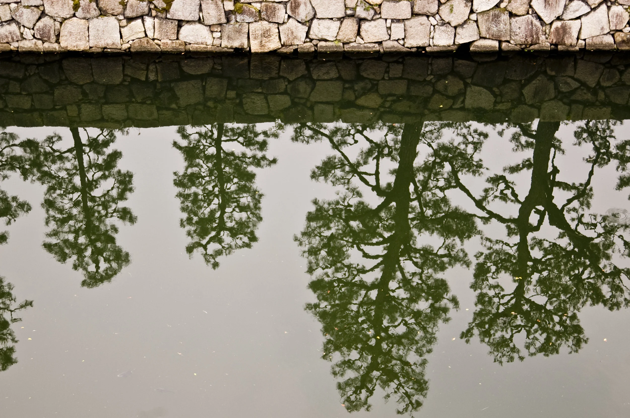 Trees Reflected.