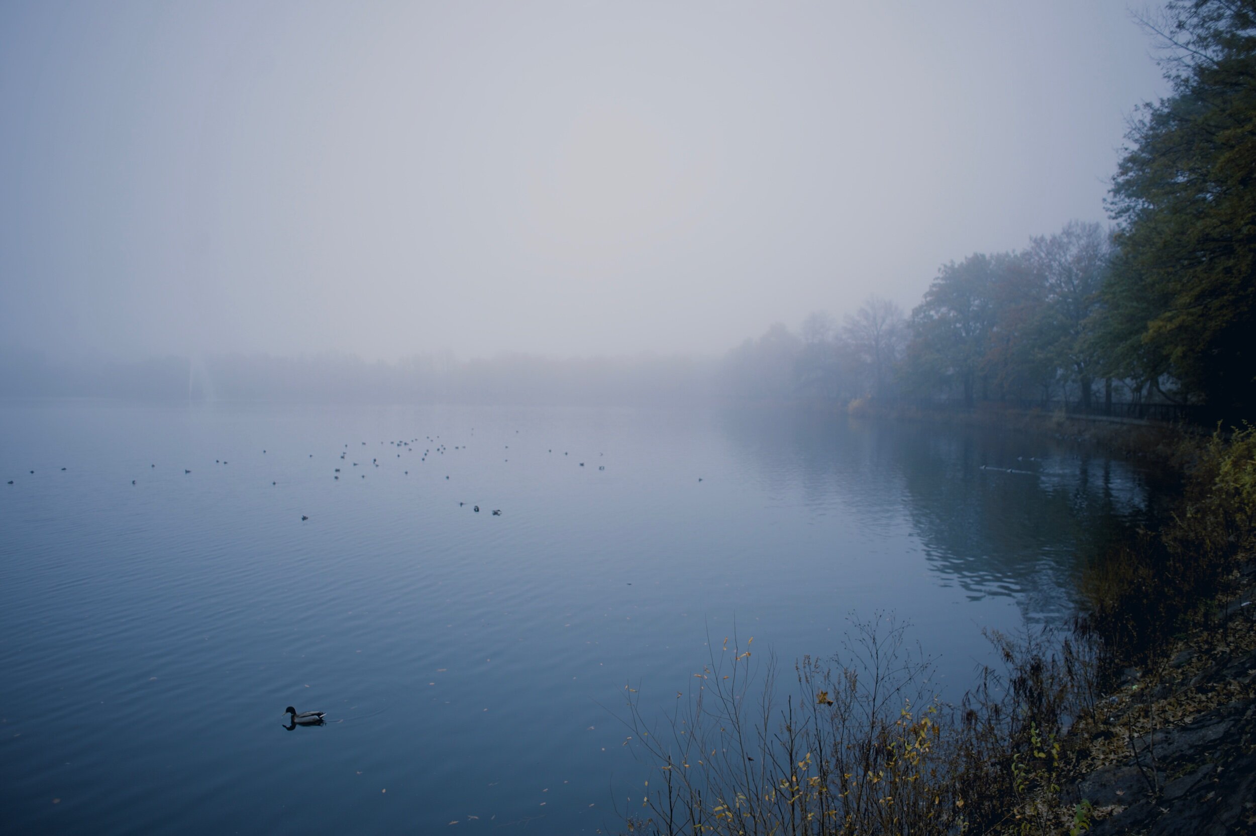Foggy Day in Central Park