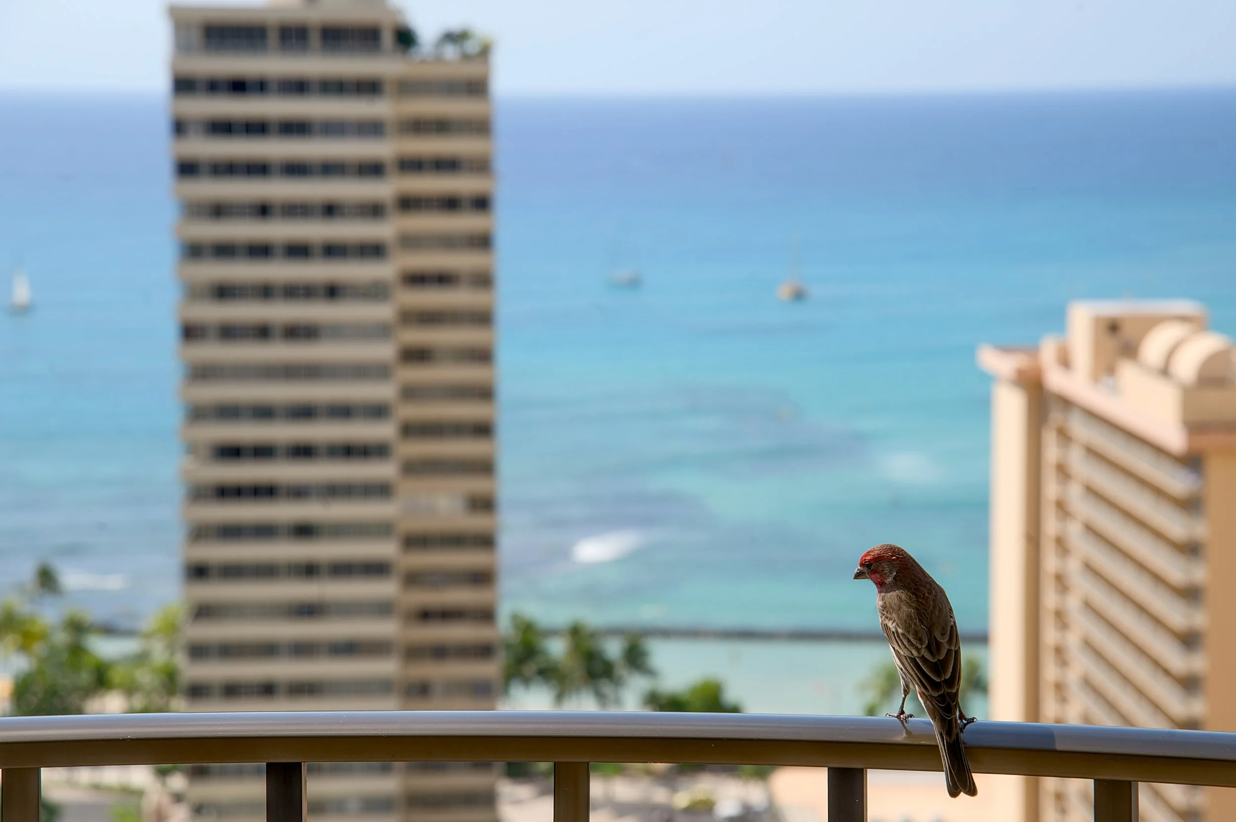 WAIKIKI BIRD.jpg