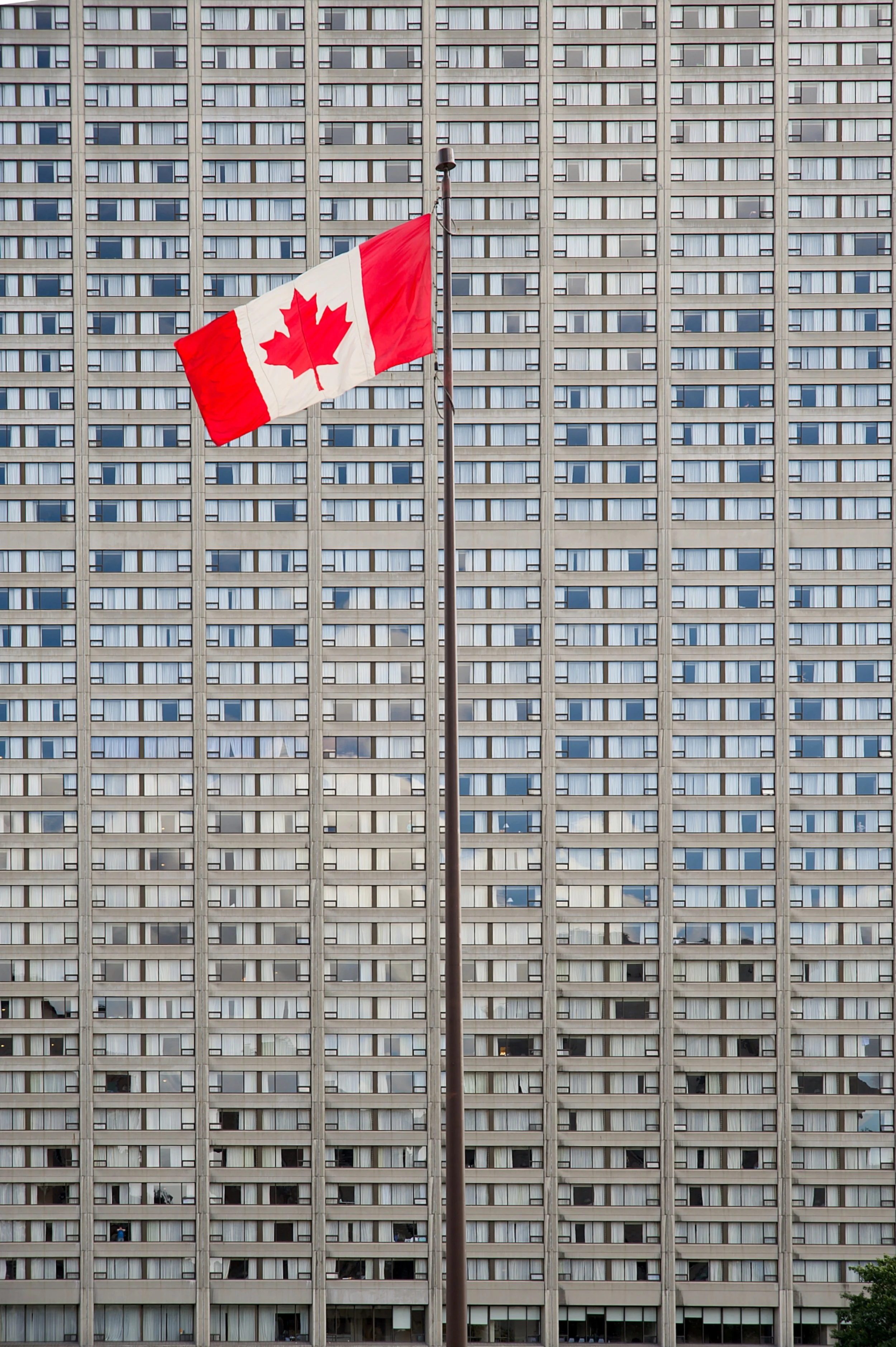 MAPLELEAF.JPG