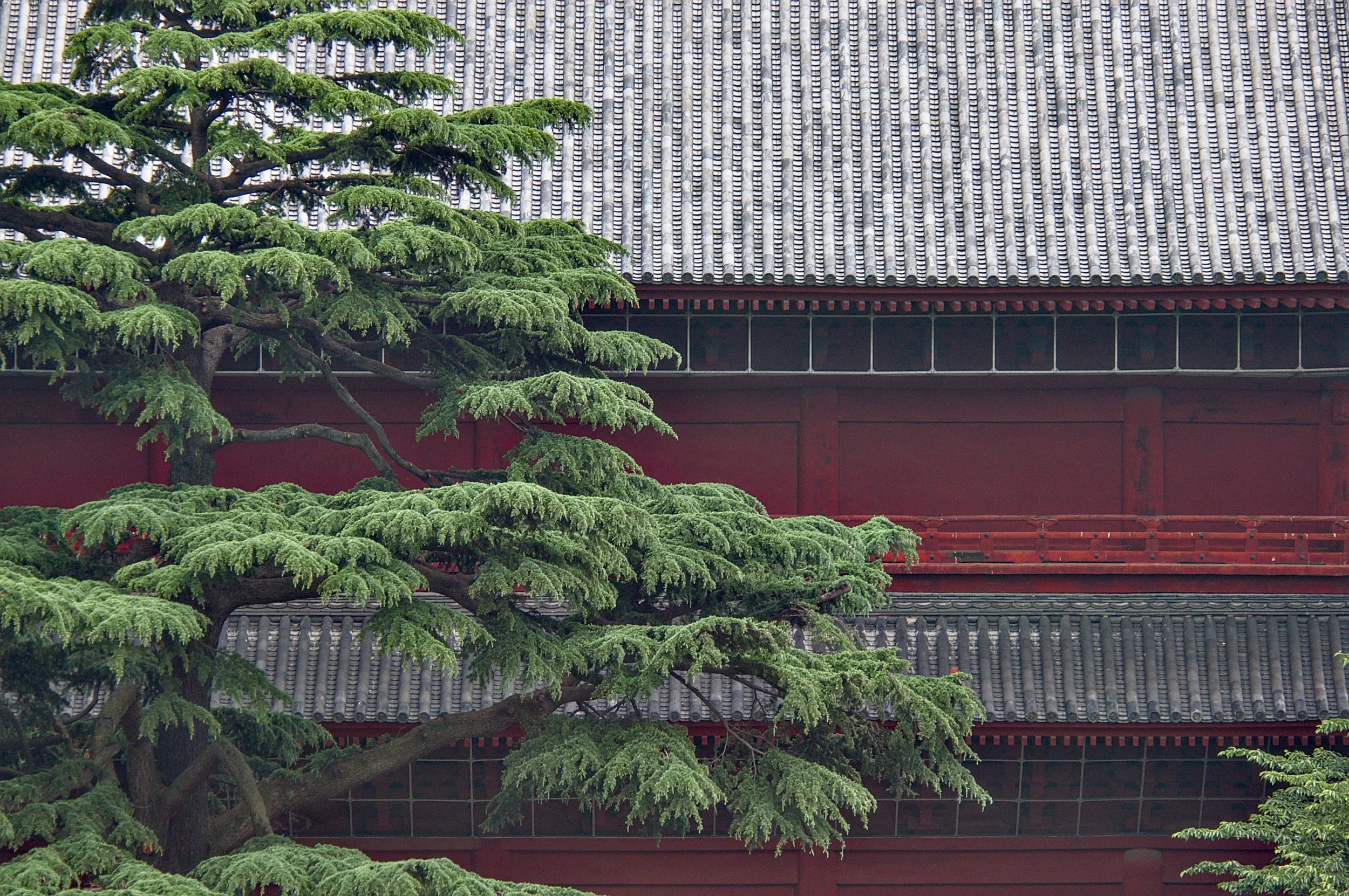 TEMPLE TREE.jpg