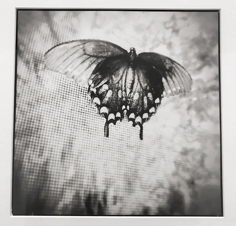 Quin_Mary_Mariposa.jpg
