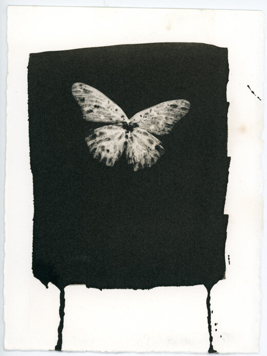 Butterfly101.jpg