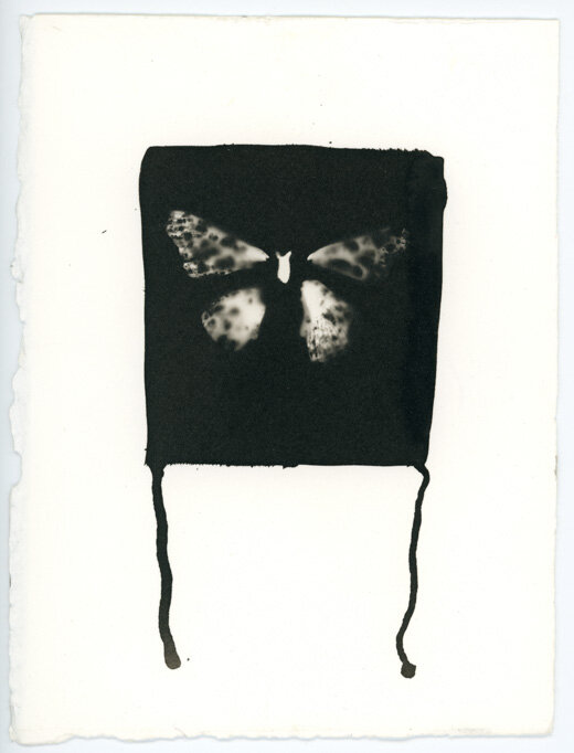 Butterfly105.jpg