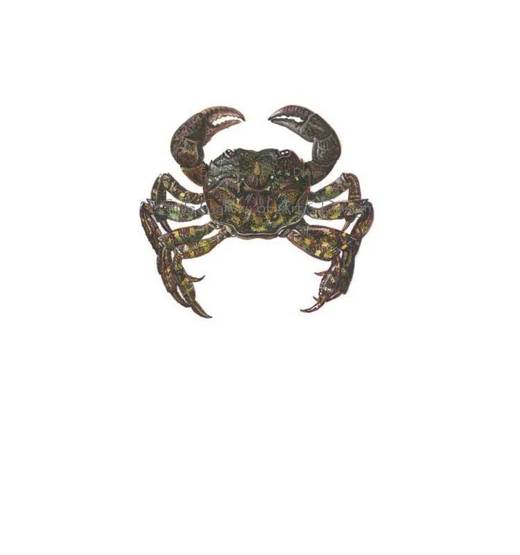 etsy jap  crab.jpg