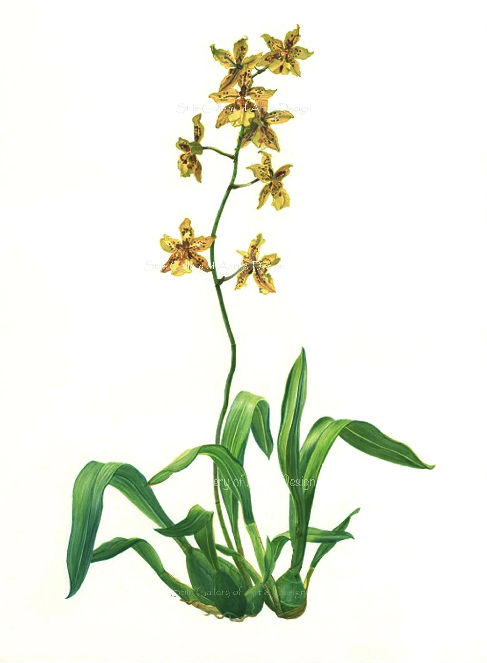etsy yellow orchid new.jpg