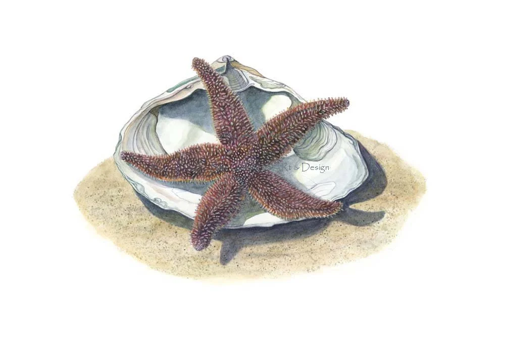 etsy starfish.jpg