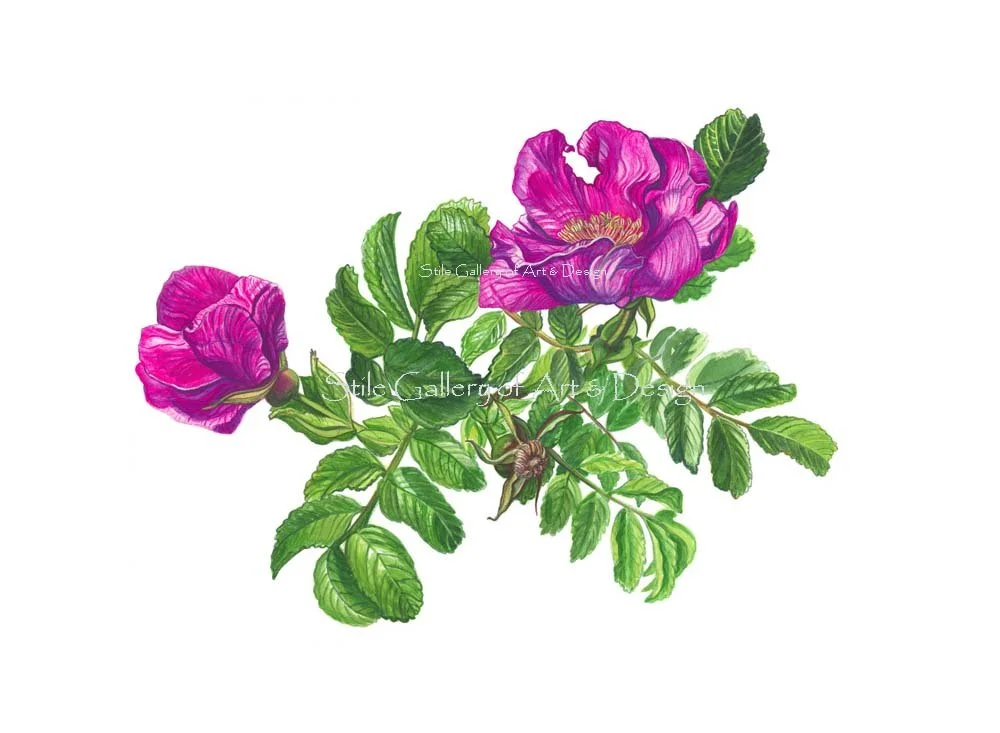 etsy rugosa.jpg
