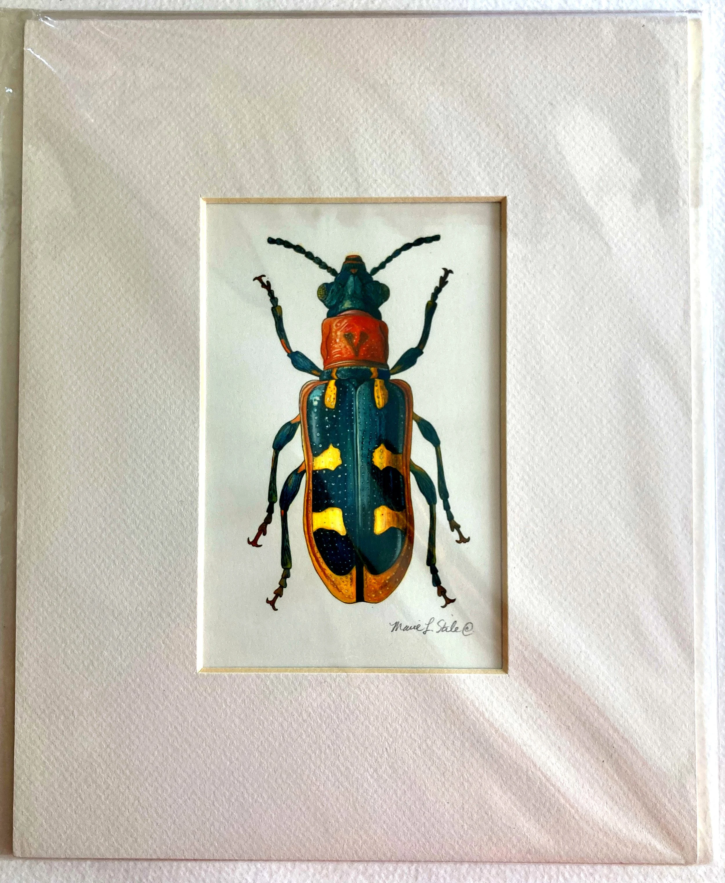 Banded Cucumber Beetle