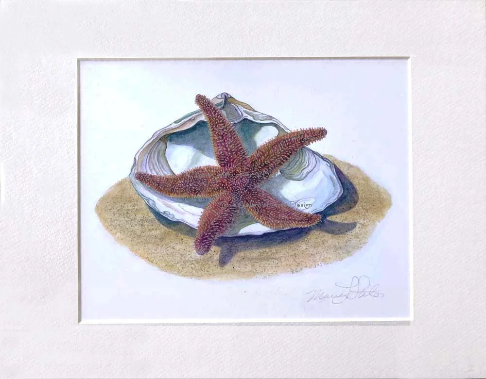 etsy starfish matt.jpg