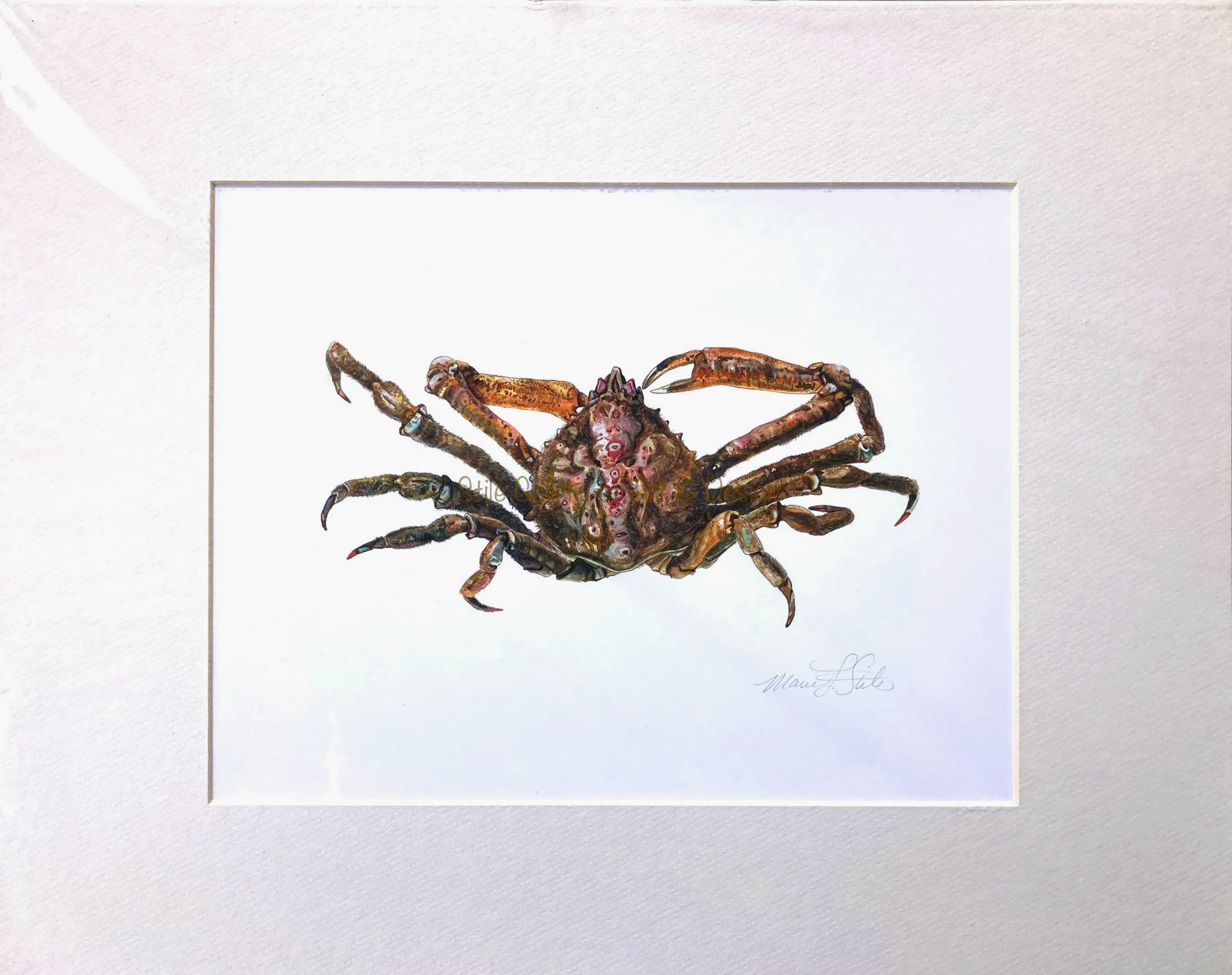 Spider Crab Print